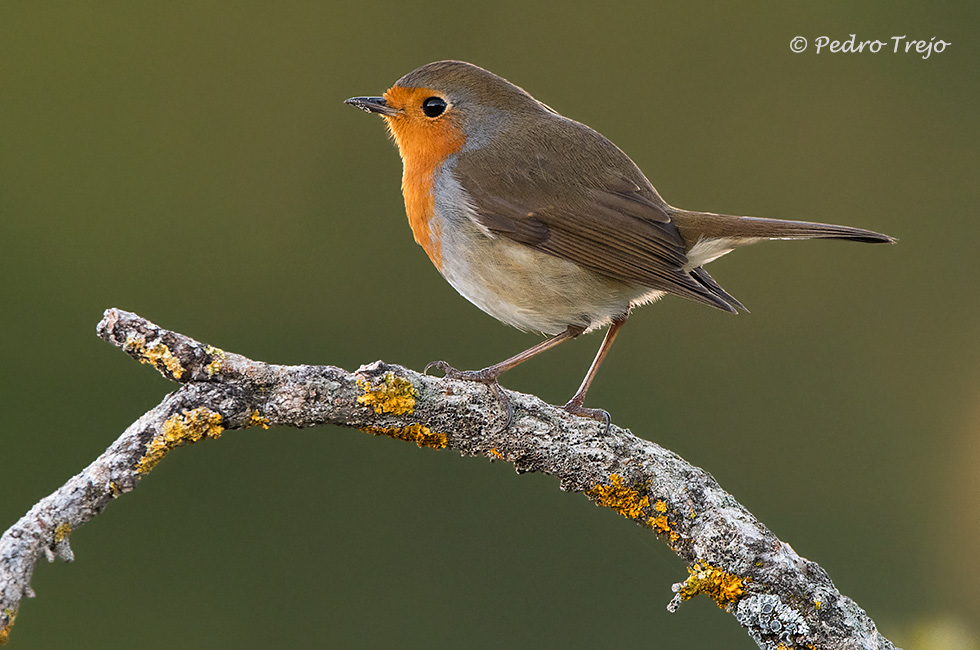 Petirrojo (Erithacus rubecula)